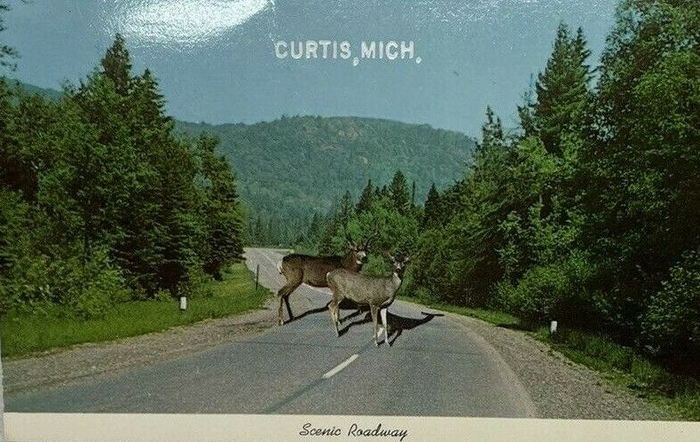 Curtis - Vintage Postcard (newer photo)
